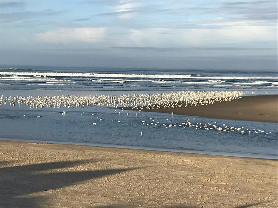 Hotel Webb'S Scenic Surf Cannon Beach Exterior foto